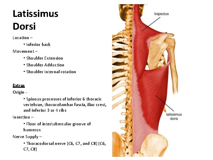 Latissimus Dorsi Location – • Inferior back Movement – • Shoulder Extension • Shoulder