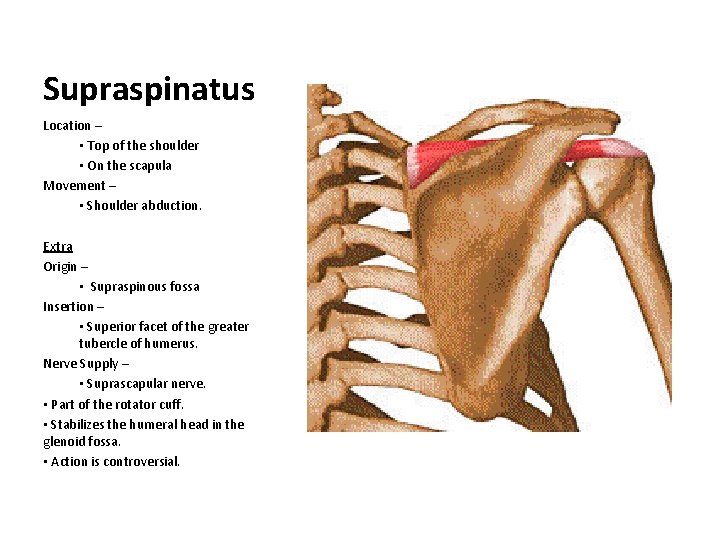 Supraspinatus Location – • Top of the shoulder • On the scapula Movement –