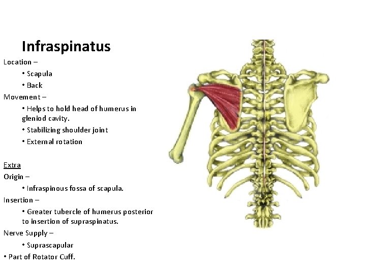 Infraspinatus Location – • Scapula • Back Movement – • Helps to hold head