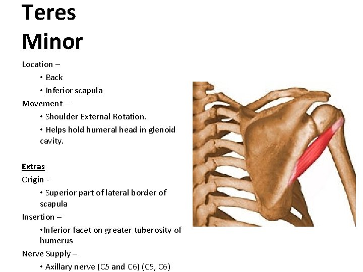 Teres Minor Location – • Back • Inferior scapula Movement – • Shoulder External