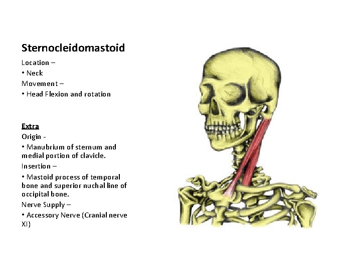 Sternocleidomastoid Location – • Neck Movement – • Head Flexion and rotation Extra Origin