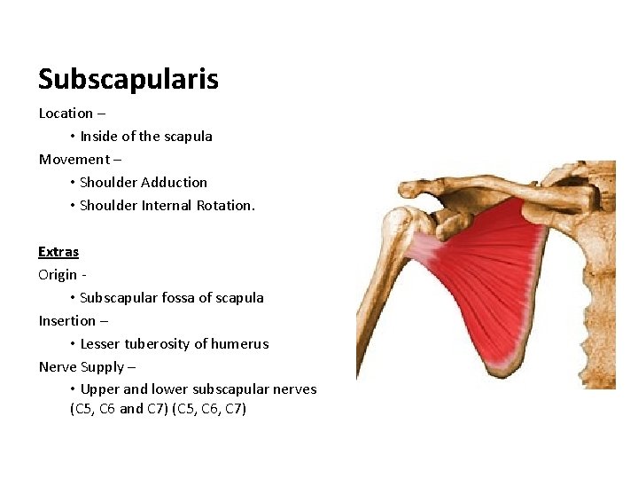 Subscapularis Location – • Inside of the scapula Movement – • Shoulder Adduction •