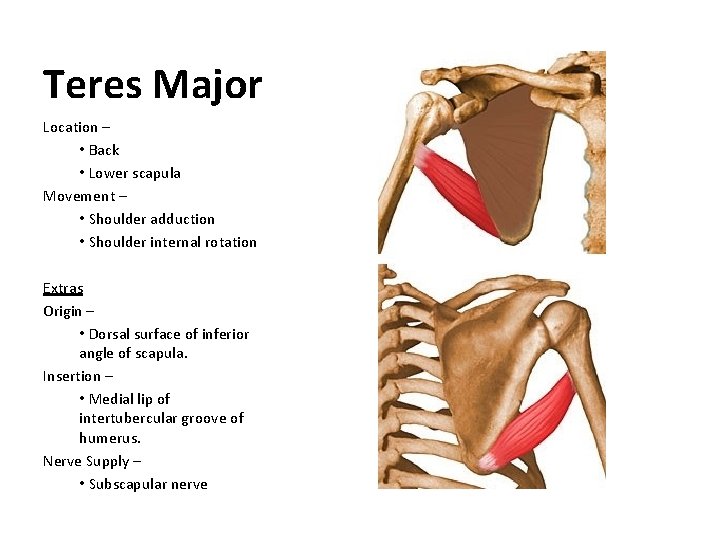 Teres Major Location – • Back • Lower scapula Movement – • Shoulder adduction