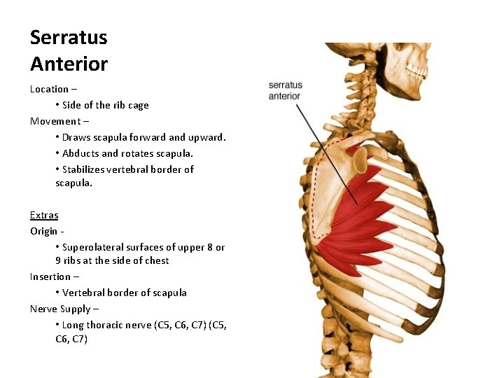 Serratus Anterior Location – • Side of the rib cage Movement – • Draws