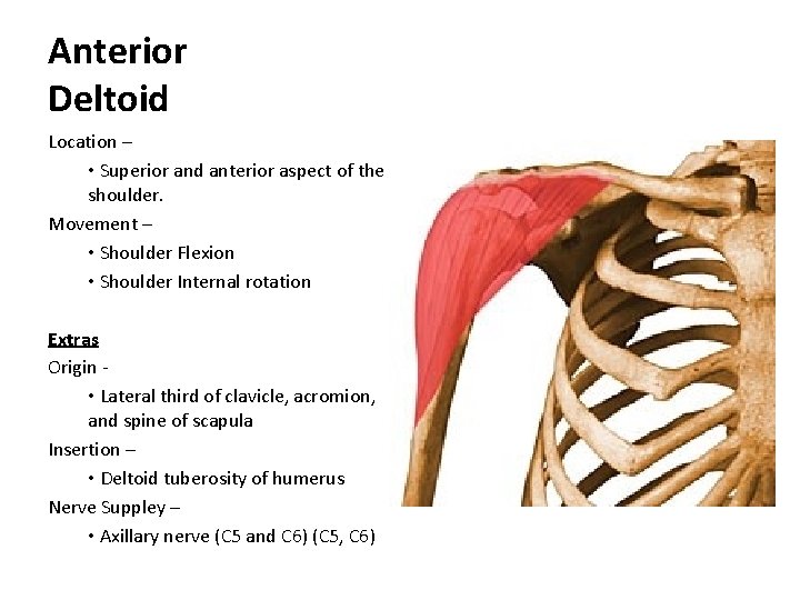 Anterior Deltoid Location – • Superior and anterior aspect of the shoulder. Movement –