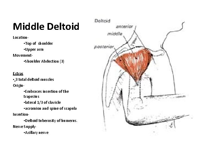 Middle Deltoid Location • Top of shoulder • Upper arm Movement • Shoulder Abduction