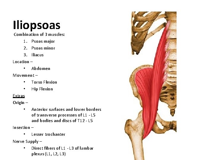 Iliopsoas Combination of 3 muscles: 1. Psoas major 2. Psoas minor 3. Iliacus Location