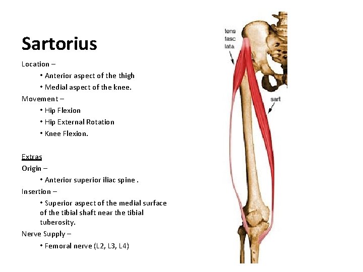 Sartorius Location – • Anterior aspect of the thigh • Medial aspect of the