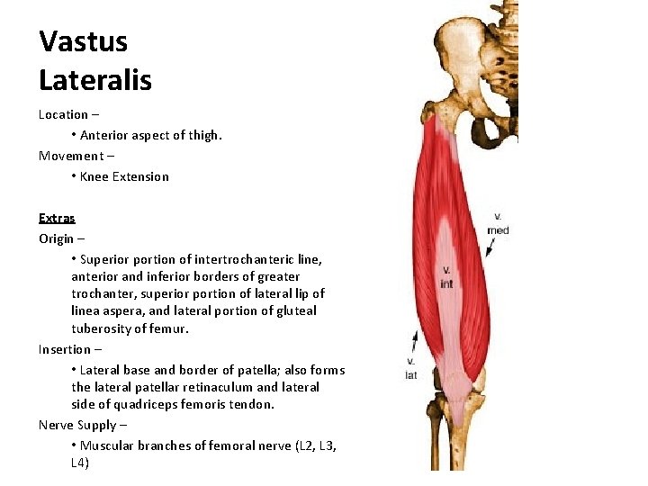 Vastus Lateralis Location – • Anterior aspect of thigh. Movement – • Knee Extension