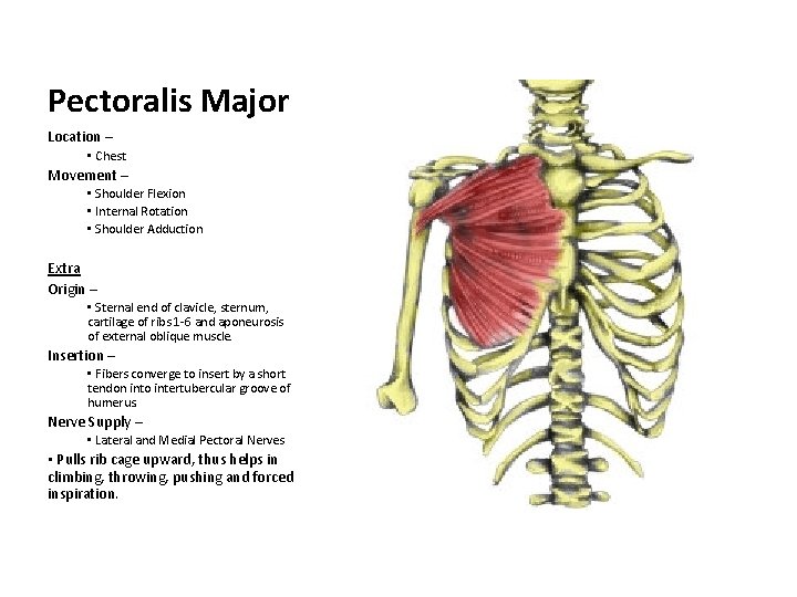 Pectoralis Major Location – • Chest Movement – • Shoulder Flexion • Internal Rotation