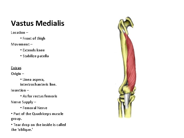 Vastus Medialis Location – • Front of thigh Movement – • Extends knee •