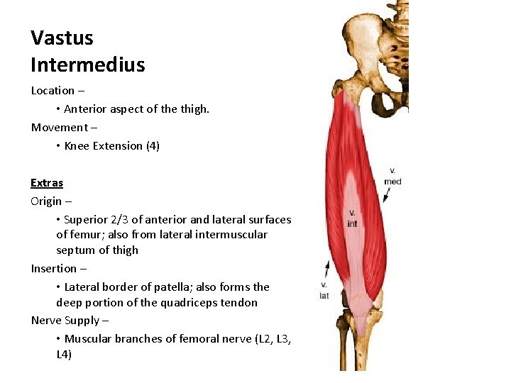 Vastus Intermedius Location – • Anterior aspect of the thigh. Movement – • Knee