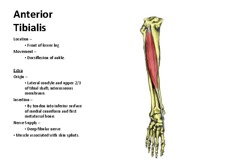 Anterior Tibialis Location – • Front of lower leg Movement – • Dorsiflexion of