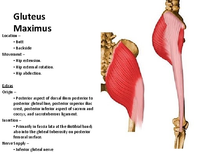 Gluteus Maximus Location – • Butt • Backside Movement – • Hip extension. •