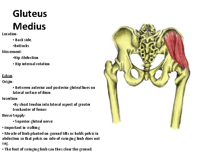 Gluteus Medius Location • Back side. • Buttocks Movement • Hip Abduction • Hip