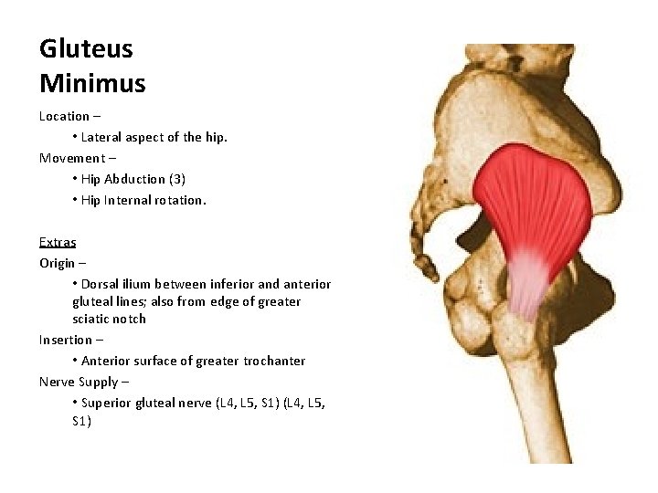 Gluteus Minimus Location – • Lateral aspect of the hip. Movement – • Hip