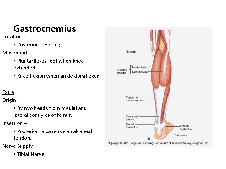 Gastrocnemius Location – • Posterior lower leg Movement – • Plantarflexes foot when knee