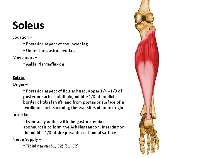 Soleus Location – • Posterior aspect of the lower leg. • Under the gastrocnemius.