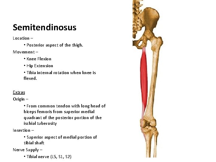 Semitendinosus Location – • Posterior aspect of the thigh. Movement – • Knee Flexion