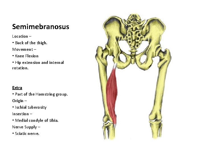 Semimebranosus Location – • Back of the thigh. Movement – • Knee Flexion •