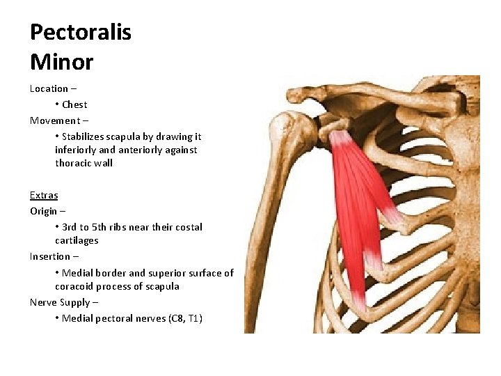 Pectoralis Minor Location – • Chest Movement – • Stabilizes scapula by drawing it