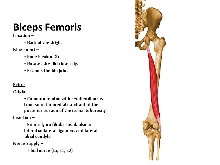 Biceps Femoris Location – • Back of the thigh. Movement – • Knee Flexion