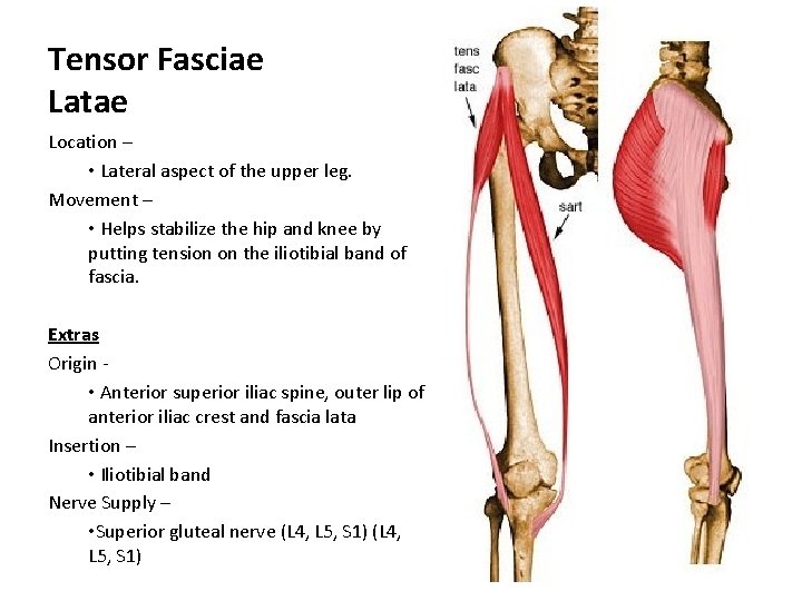 Tensor Fasciae Latae Location – • Lateral aspect of the upper leg. Movement –