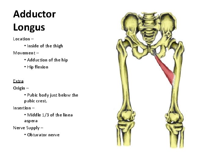 Adductor Longus Location – • Inside of the thigh Movement – • Adduction of