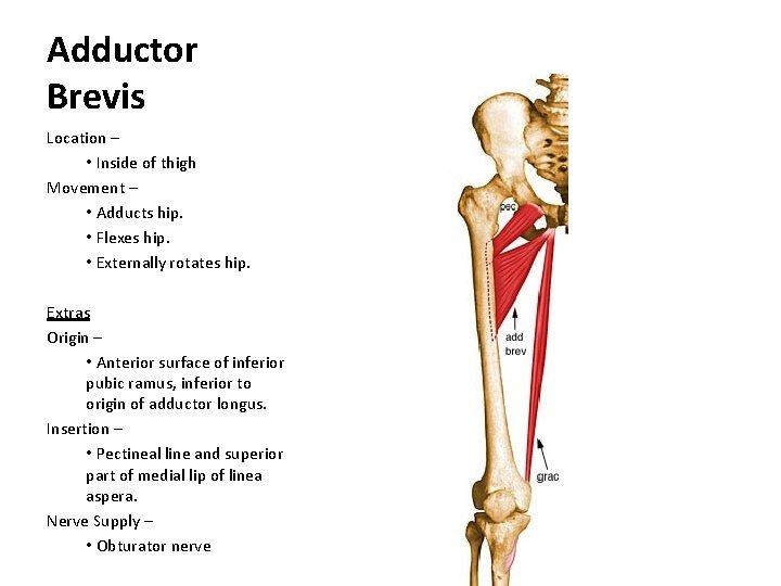 Adductor Brevis Location – • Inside of thigh Movement – • Adducts hip. •