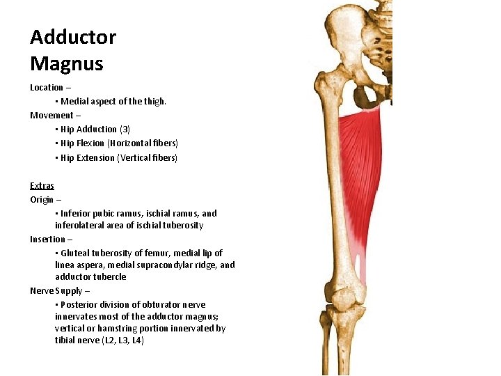 Adductor Magnus Location – • Medial aspect of the thigh. Movement – • Hip