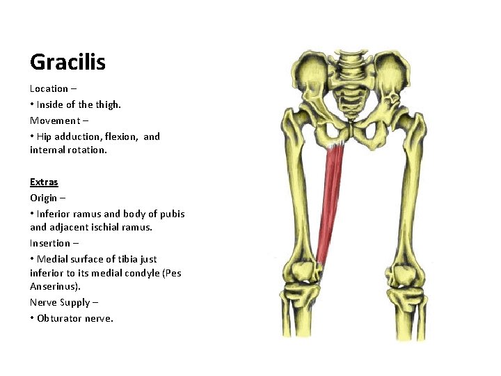 Gracilis Location – • Inside of the thigh. Movement – • Hip adduction, flexion,