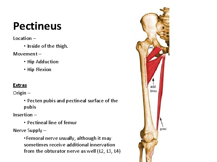 Pectineus Location – • Inside of the thigh. Movement – • Hip Adduction •