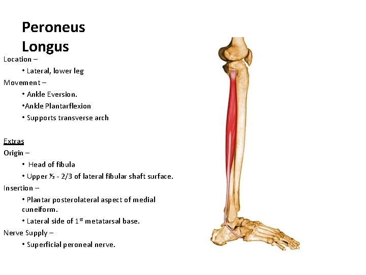 Peroneus Longus Location – • Lateral, lower leg Movement – • Ankle Eversion. •