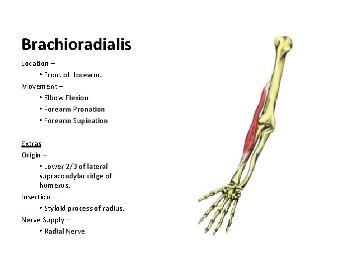 Brachioradialis Location – • Front of forearm. Movement – • Elbow Flexion • Forearm