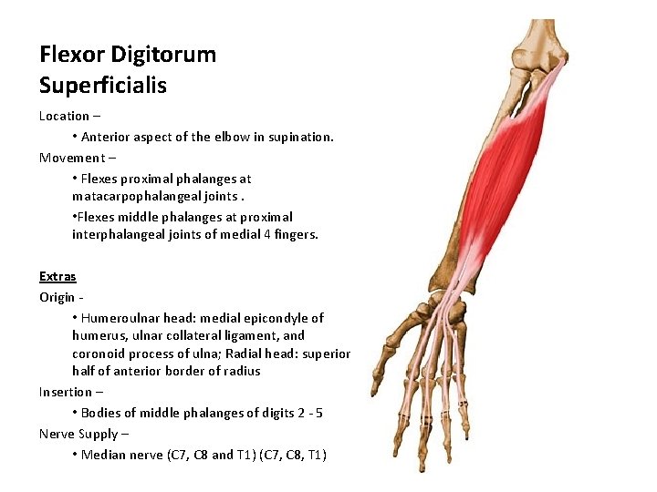 Flexor Digitorum Superficialis Location – • Anterior aspect of the elbow in supination. Movement