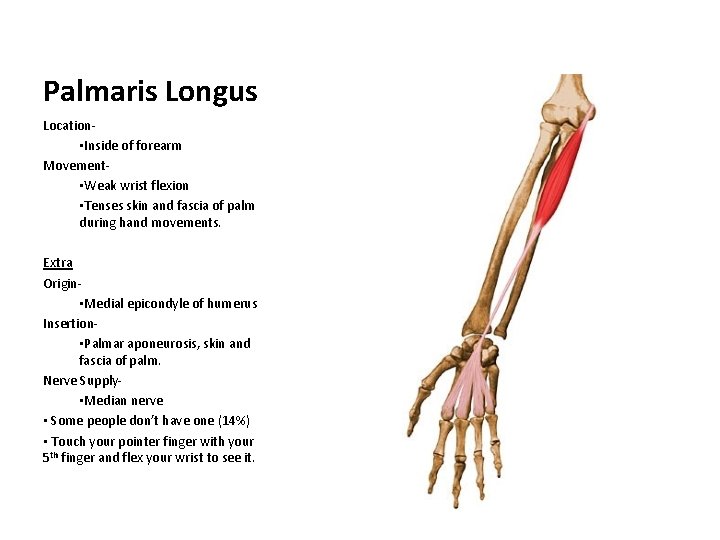 Palmaris Longus Location • Inside of forearm Movement • Weak wrist flexion • Tenses