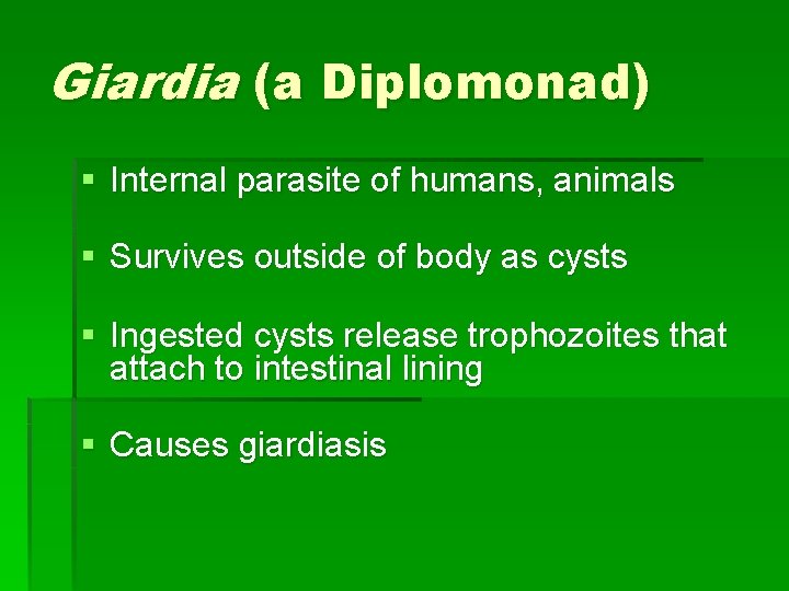 Giardia (a Diplomonad) § Internal parasite of humans, animals § Survives outside of body