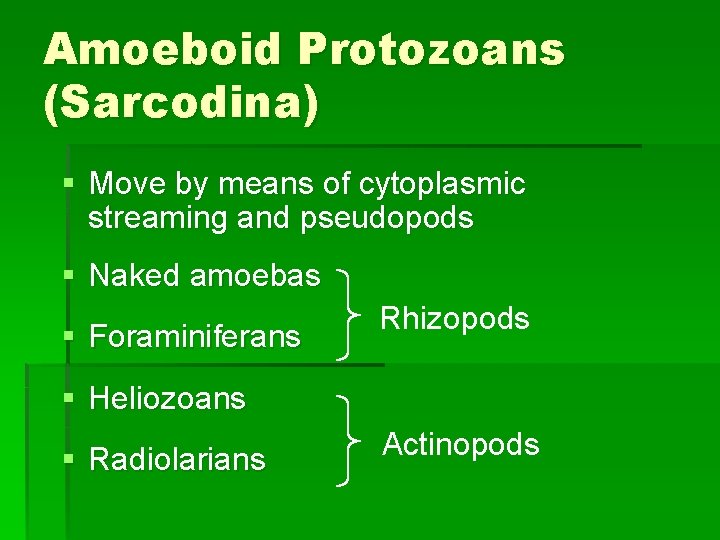 Amoeboid Protozoans (Sarcodina) § Move by means of cytoplasmic streaming and pseudopods § Naked