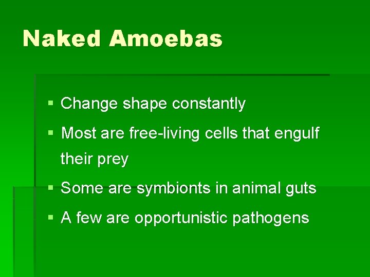 Naked Amoebas § Change shape constantly § Most are free-living cells that engulf their