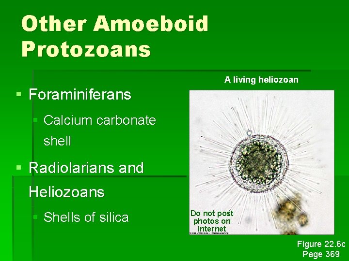Other Amoeboid Protozoans A living heliozoan § Foraminiferans § Calcium carbonate shell § Radiolarians