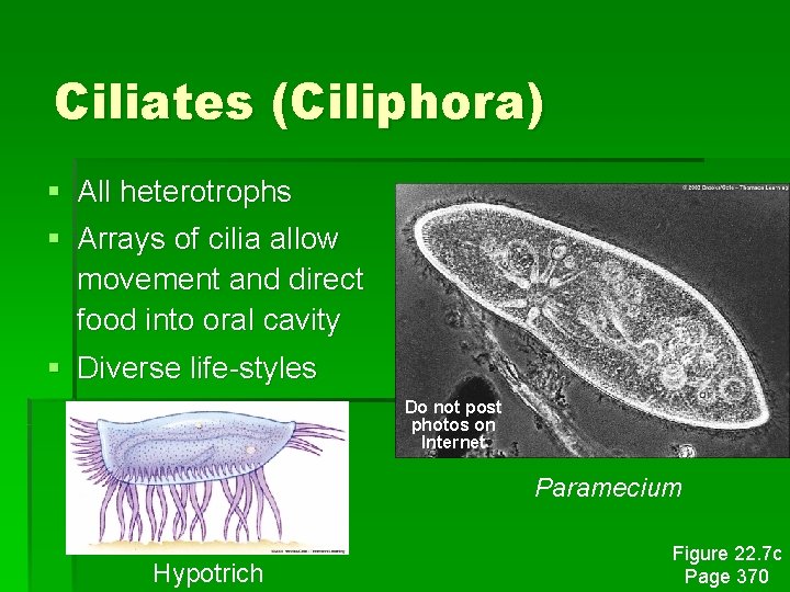 Ciliates (Ciliphora) § § All heterotrophs Arrays of cilia allow movement and direct food