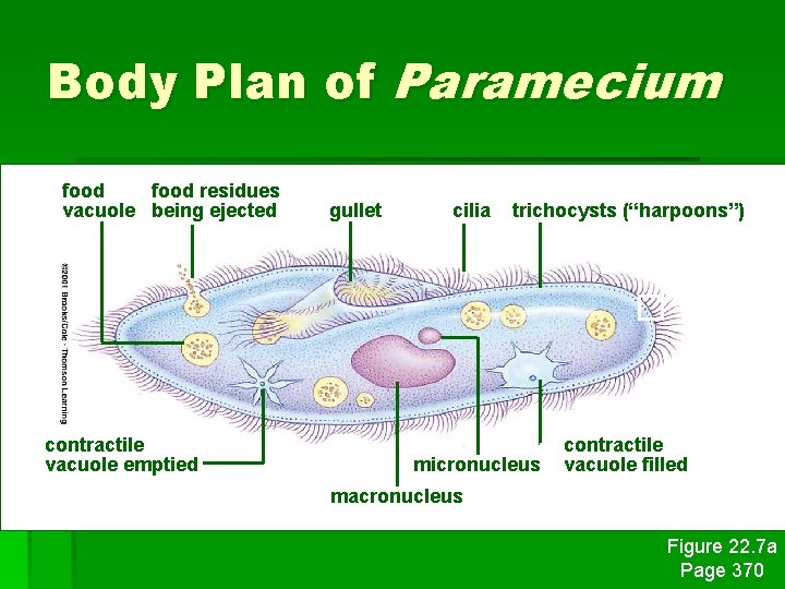 Body Plan of Paramecium food residues vacuole being ejected contractile vacuole emptied gullet cilia