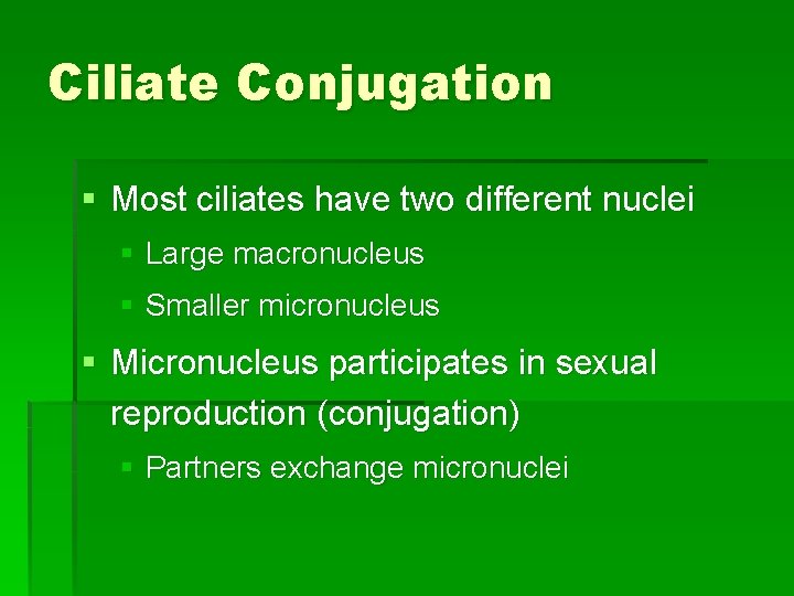 Ciliate Conjugation § Most ciliates have two different nuclei § Large macronucleus § Smaller