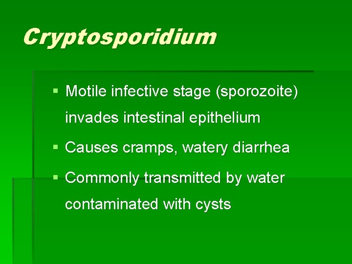 Cryptosporidium § Motile infective stage (sporozoite) invades intestinal epithelium § Causes cramps, watery diarrhea