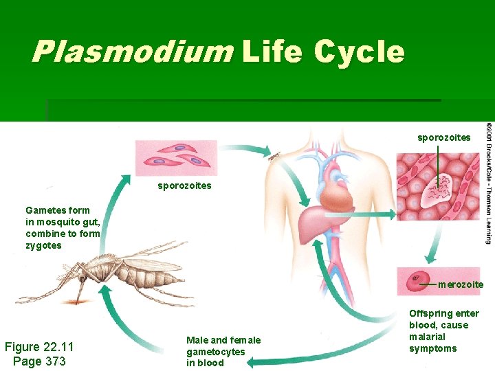 Plasmodium Life Cycle sporozoites Gametes form in mosquito gut, combine to form zygotes merozoite