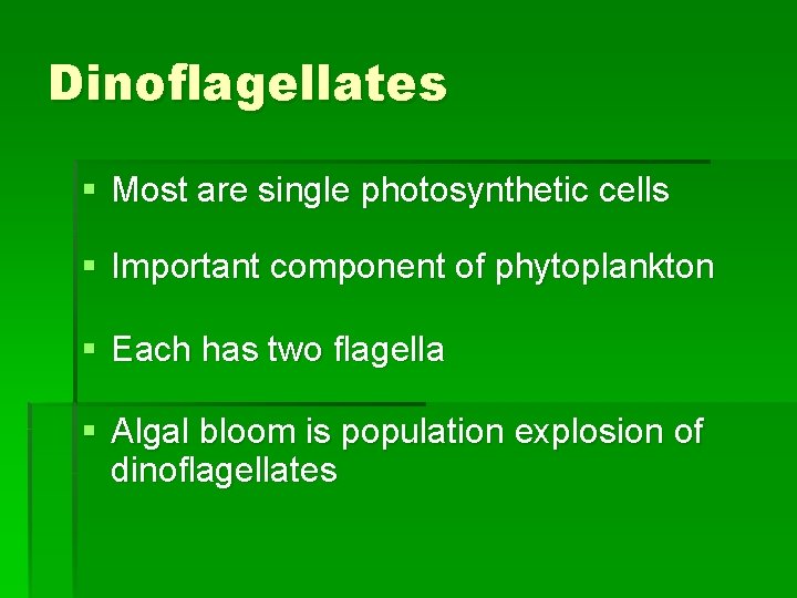 Dinoflagellates § Most are single photosynthetic cells § Important component of phytoplankton § Each