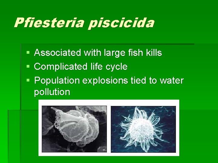 Pfiesteria piscicida § § § Associated with large fish kills Complicated life cycle Population
