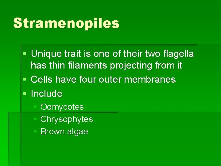 Stramenopiles § Unique trait is one of their two flagella has thin filaments projecting