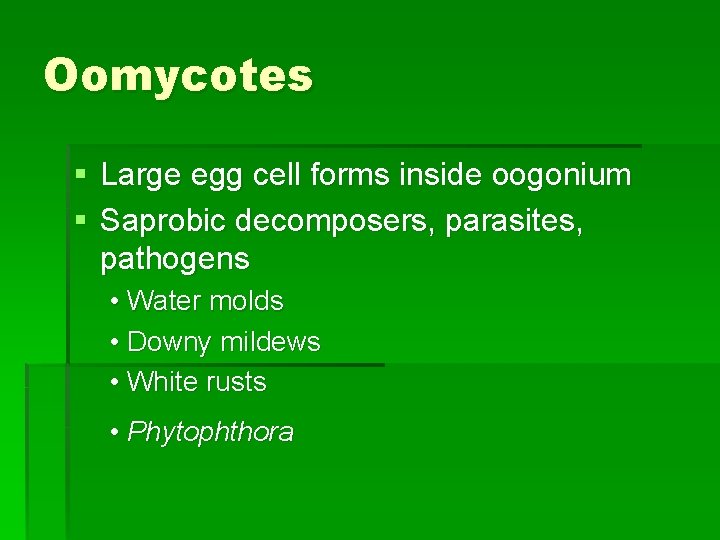 Oomycotes § Large egg cell forms inside oogonium § Saprobic decomposers, parasites, pathogens •