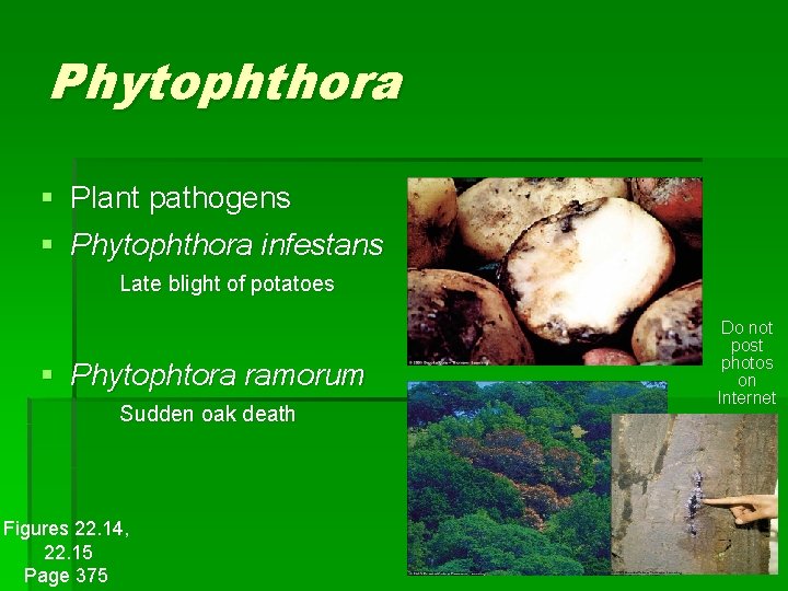 Phytophthora § Plant pathogens § Phytophthora infestans Late blight of potatoes § Phytophtora ramorum